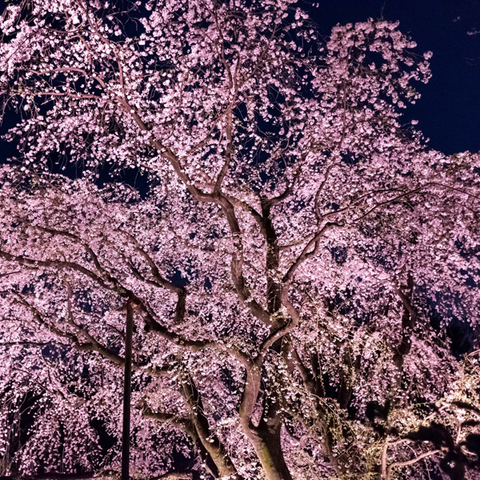 夜桜