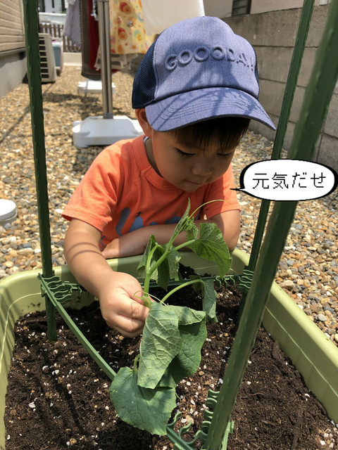 庭で野菜を育ててみよう！