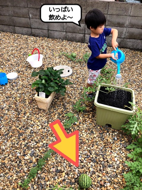 本当に食べられるようになるのか!?　家庭菜園のすいか！