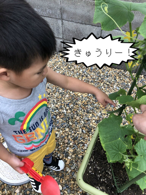 ついに実りの気配が！　はっちゃんのきゅうり！