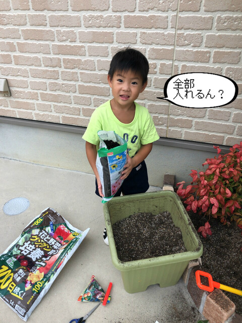 家庭菜園！　きゅうりの次は、いちご作り！　②完