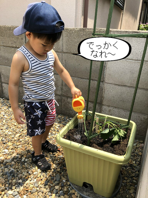 実るまで毎日楽しめそう！　野菜作り！