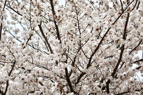 IMG_3011-fotor-2025032822304