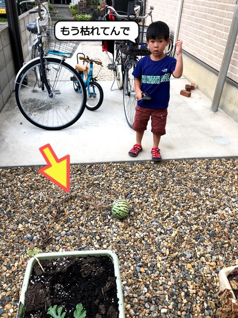 不本意な収穫となった、すいか。