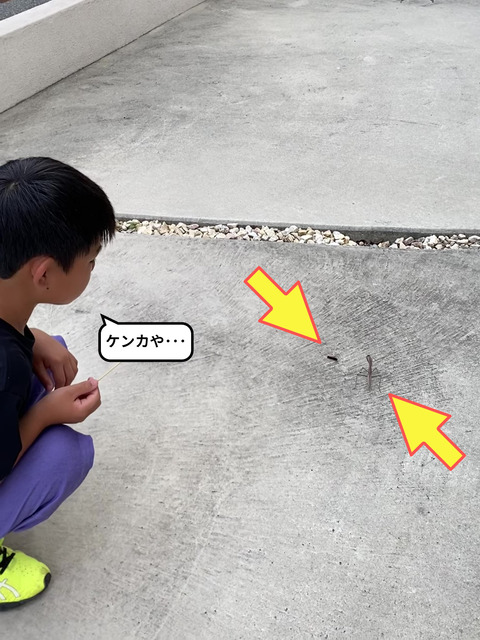 一触即発！？ カマキリ VS 毛虫