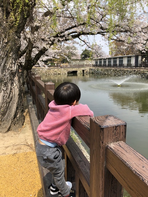 桜の季節！とおちゃんとお出かけ！