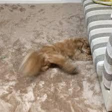 イヌ？　ネコ？　はっちゃん！