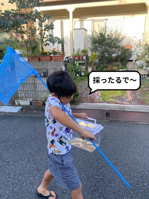 やっぱりマグレやった、虫取り名人。