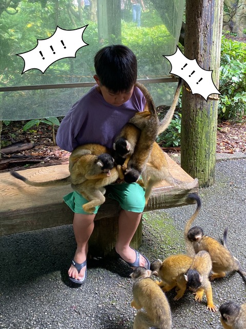 【６】３年ぶりの石垣島！！ 可愛すぎるリスザル編