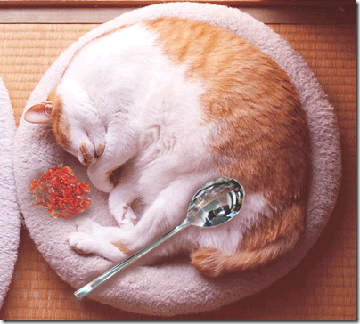 curry-cat-thumb