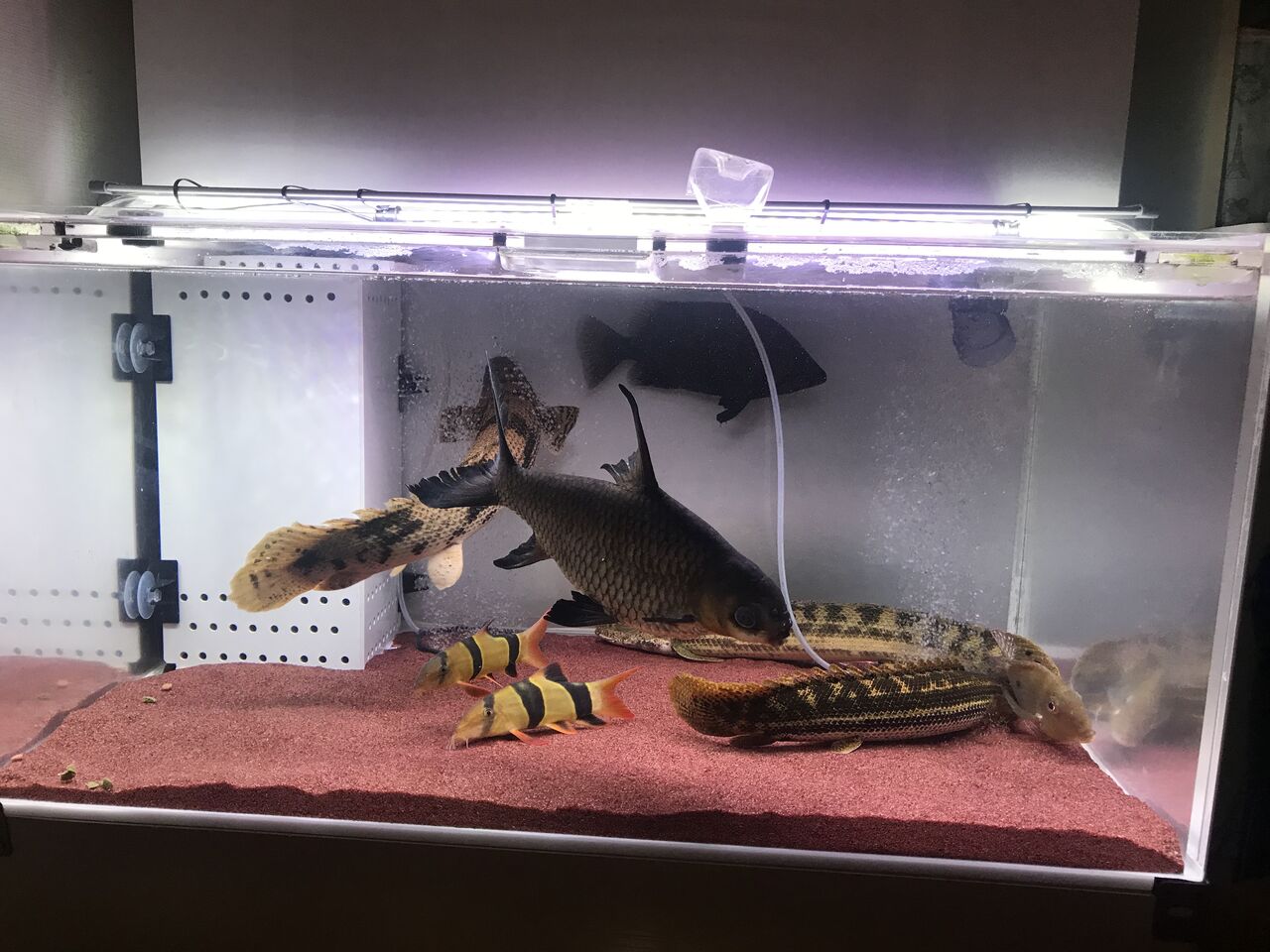 S の独り言 Aicent Dragon別室ブログ お魚関係