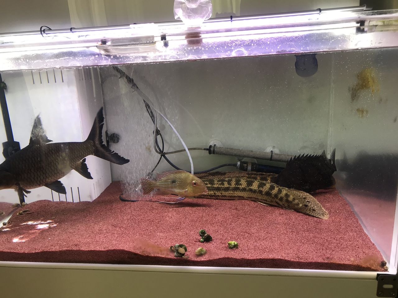 S の独り言 Aicent Dragon別室ブログ 19年07月