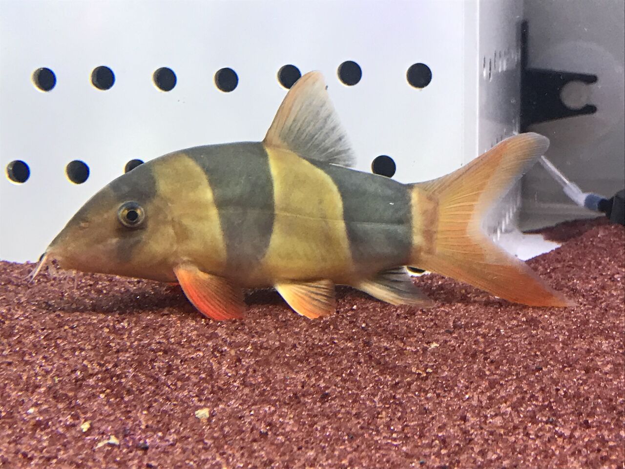 S の独り言 Aicent Dragon別室ブログ クラウンローチ 追加