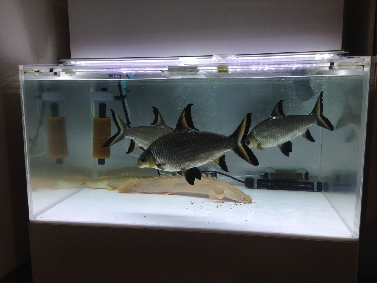 S の独り言 Aicent Dragon別室ブログ 15年10月