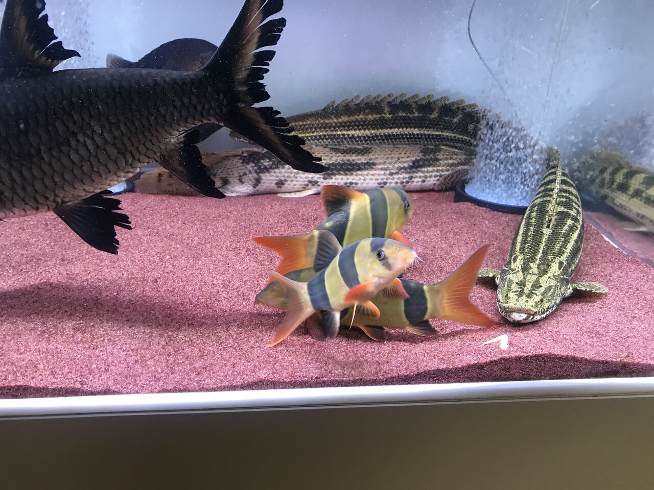 S の独り言 Aicent Dragon別室ブログ クラウンローチ 追加