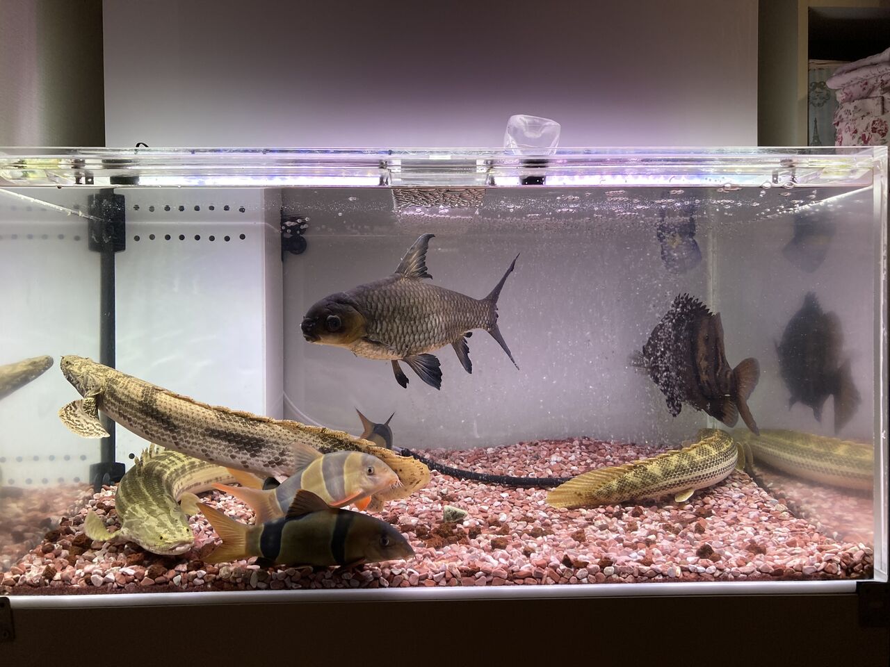 S の独り言 Aicent Dragon別室ブログ お魚関係