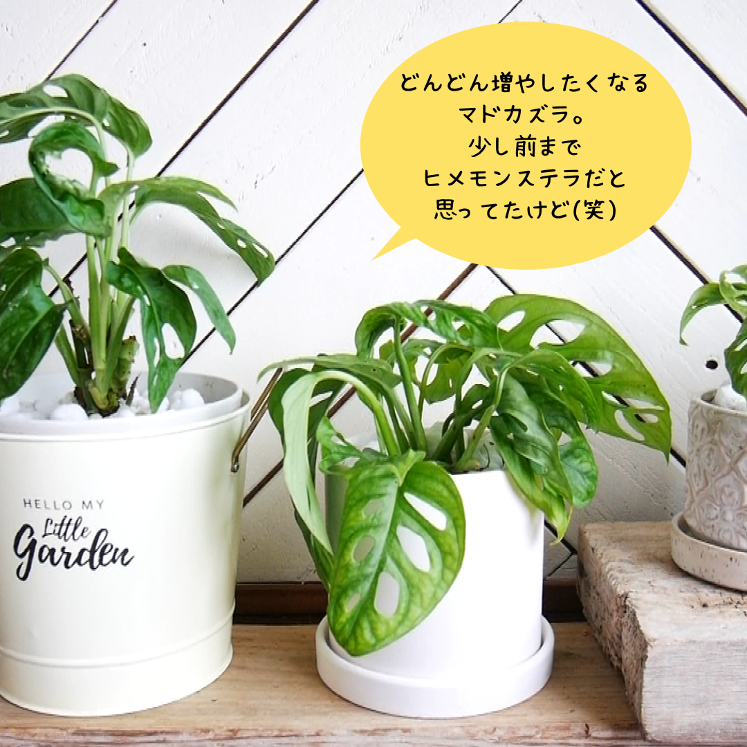 水挿ししたマドカズラの鉢上げとスイカペペの水挿し Handworks Relax Anさんのdiy リメイク 日々のこと Powered By ライブドアブログ