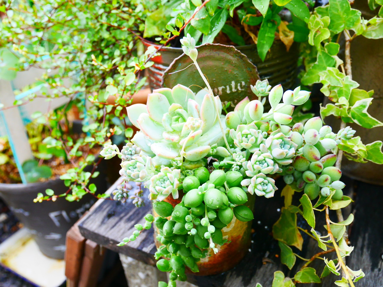 ウッドプランターにanさん流多肉植物の寄せ植え Handworks Relax Anさんのdiy リメイク 日々のこと Powered By ライブドアブログ