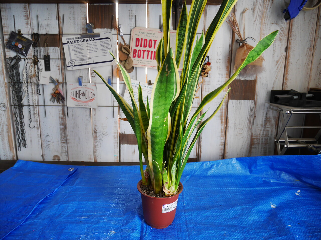 ダイソーのプラスチック鉢と植木鉢皿をミルクペイントforガーデンでペイントdiy Handworks Relax Anさんのdiy リメイク 日々のこと Powered By ライブドアブログ ダイソーのプラスチック鉢と植木鉢皿をミルクペイントforガーデンでペイントdiy Handworks Relax Anさんのdiy リメイク 日々のこと Powered By ライブドアブログ