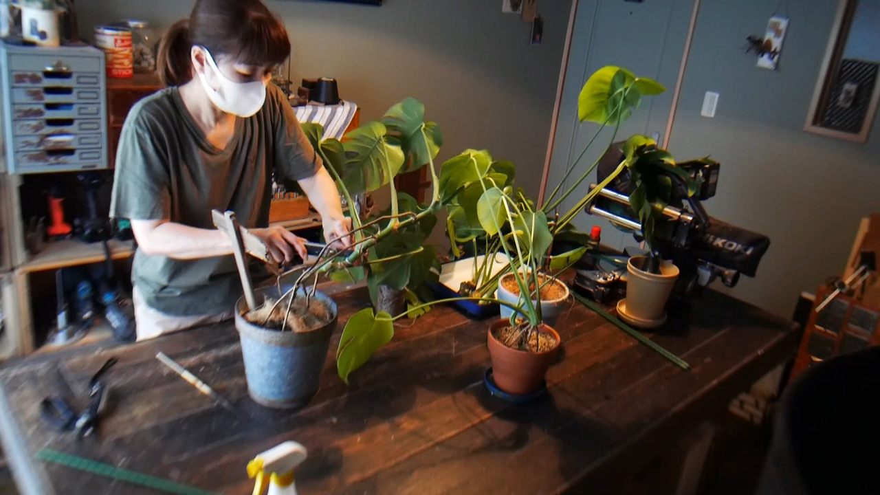 モンステラの挿し木に初挑戦 4鉢が10鉢になったよ Handworks Relax Anさんのdiy リメイク 日々のこと Powered By ライブドアブログ