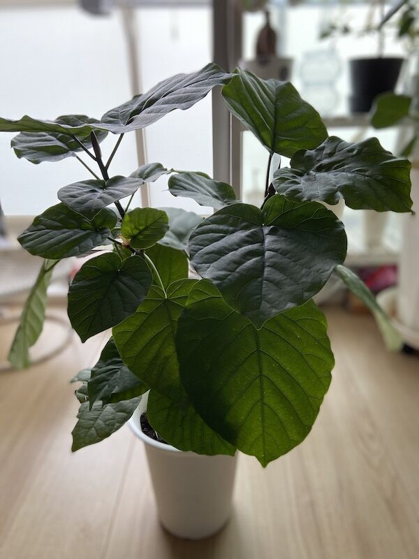 観葉植物たちを増やしたい Cat家の日常