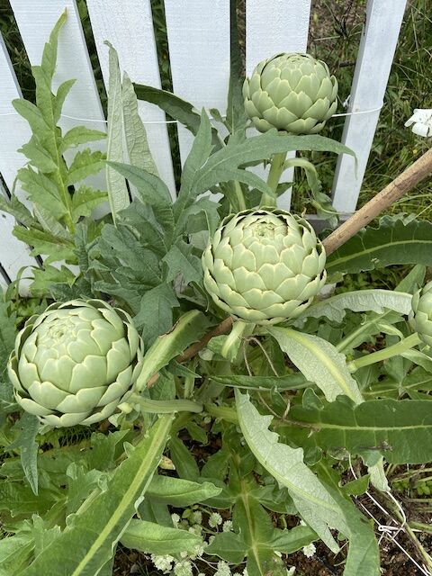 植木鉢を塗り塗り : ＆Cat家