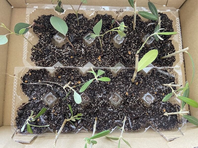 観葉植物たちを増やしたい Cat家の日常 観葉植物たちを増やしたい Cat家の日常