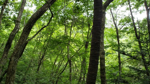 yae_0094_04