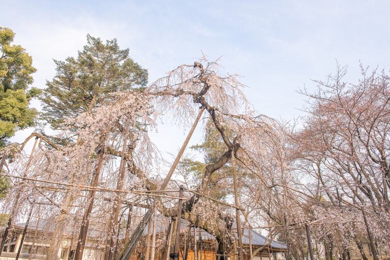 市川真間・弘法寺のしだれ桜‐2