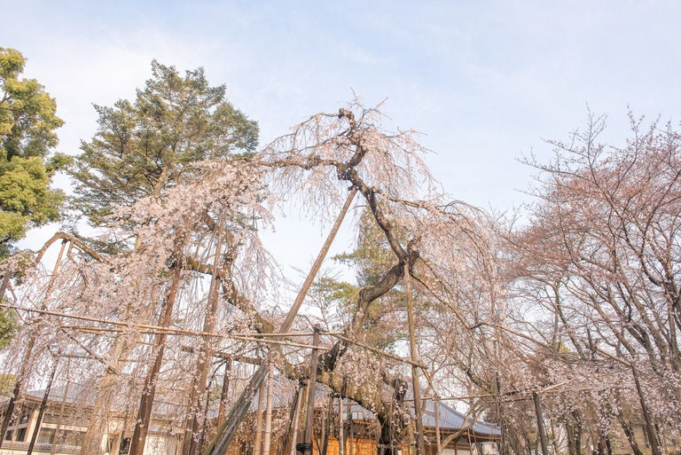 市川真間・弘法寺のしだれ桜‐２