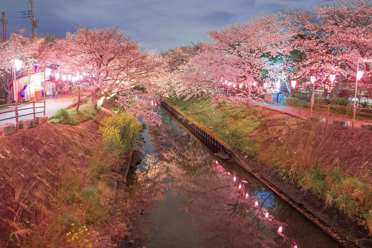 海老川の夜桜2010404‐2