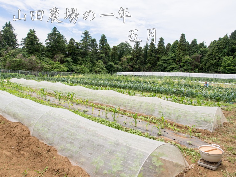 山田農場の一年・五月(タイトル)