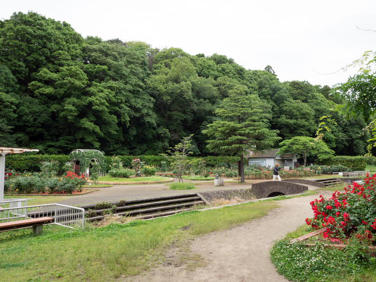 大町公園自然観察園_バラ園