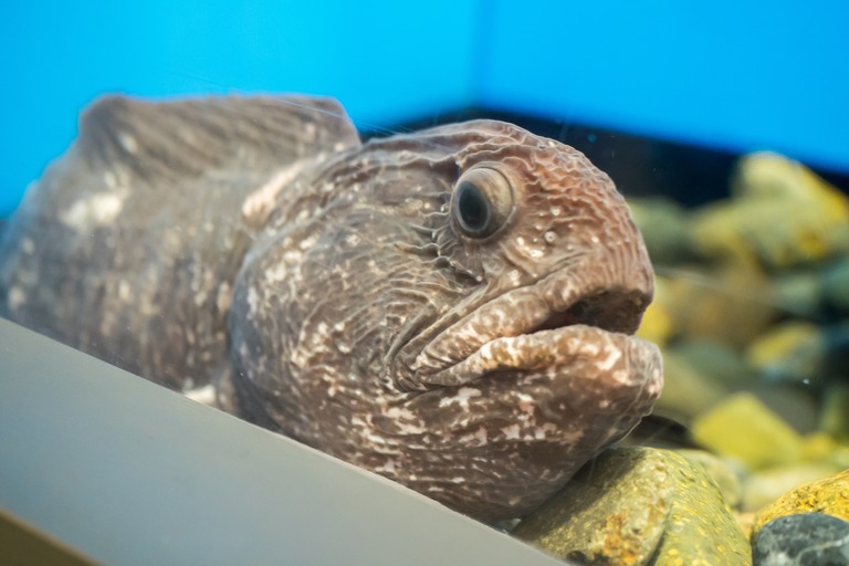 オオカミウオ