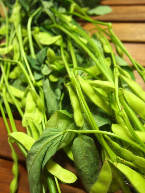 農家の平野さんが教えてくれた 枝豆の美味しい茹で方 安藤信作の 船橋から 小さいけれどいいものを