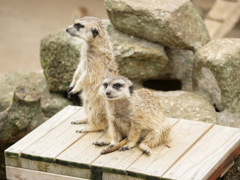 市川市動植物園_ミーアキャット_3