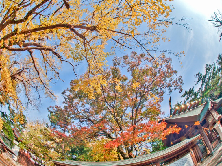 船橋大神宮の紅葉2015117