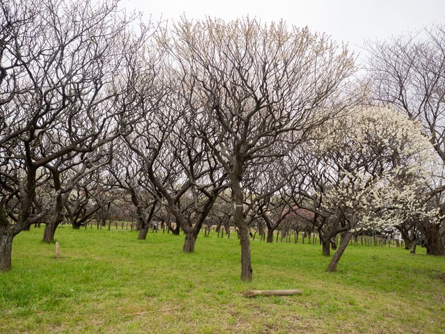 習志野市梅林園-1