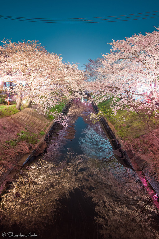 海老川の夜桜20180328_1