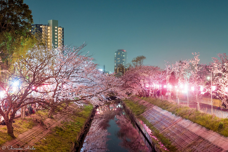 海老川の夜桜20180328_3