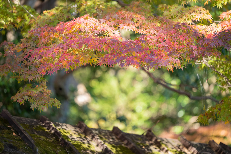 紅葉の高尾山2024年11月25日_24