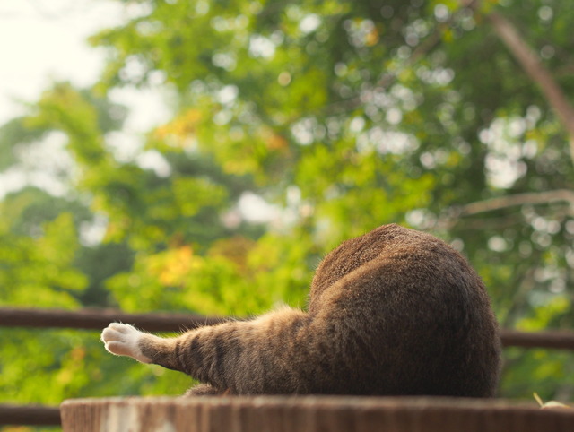 ねこ20141004-1
