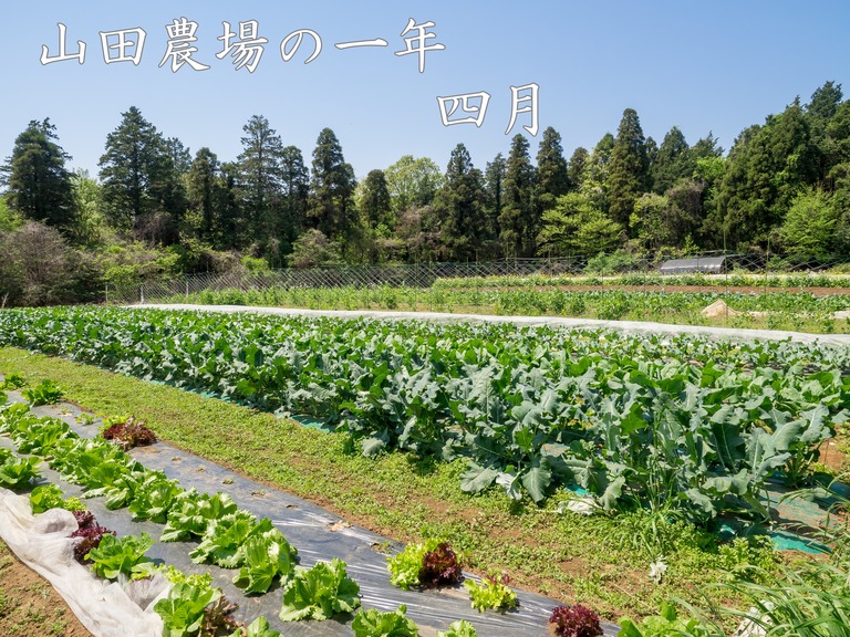 山田農場の4月(タイトル)