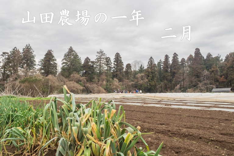 山田農場｜ねぎ掘り・窯焼きピッツァ-12（タイトル）