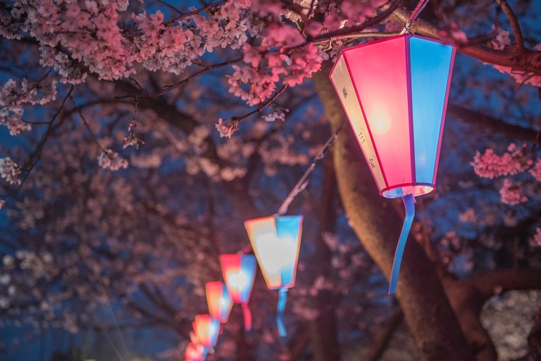 海老川の夜桜2010402‐1