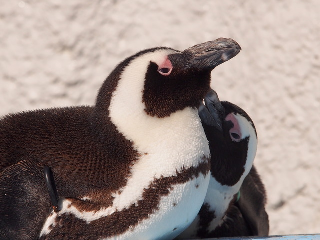 ペンギン2