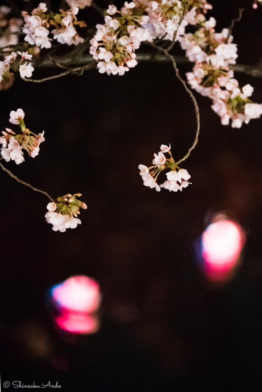 海老川の夜桜でお花見2017-6