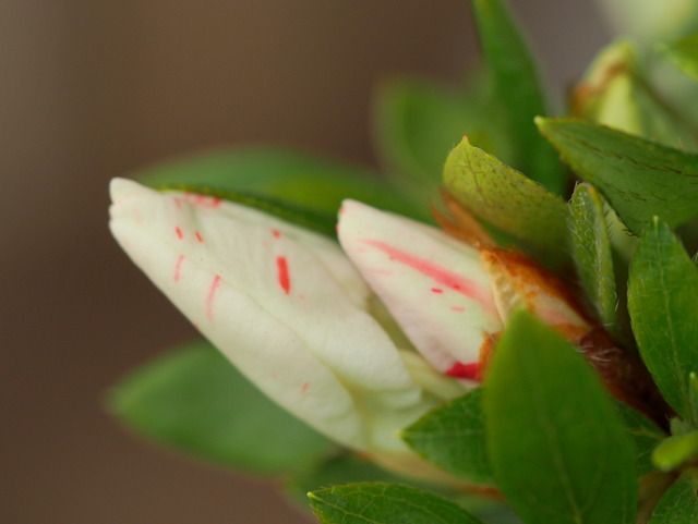 七色のサツキの花⑦