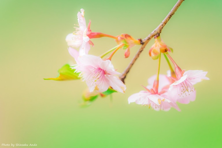長津川遊水池の河津桜20160305-1