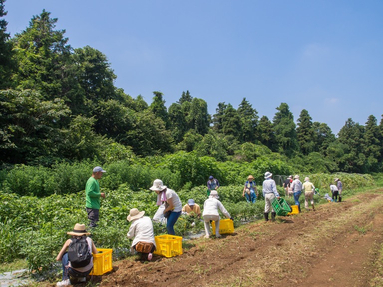 山田農場の一年・7月‐1